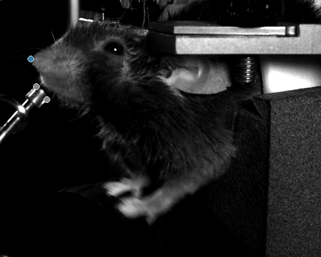 3-second clip of the leftCamera video with DLC pose markers overlaid, showing the mouse running during a high-locomotion bout