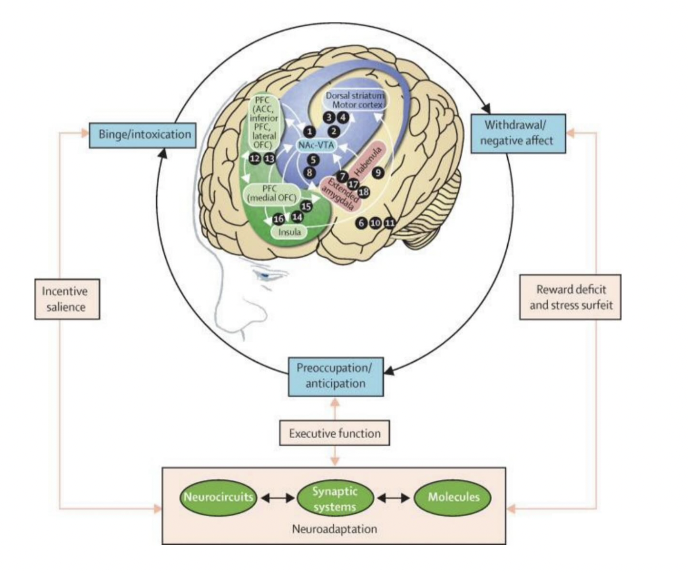 onceptual framework of how addiction happens