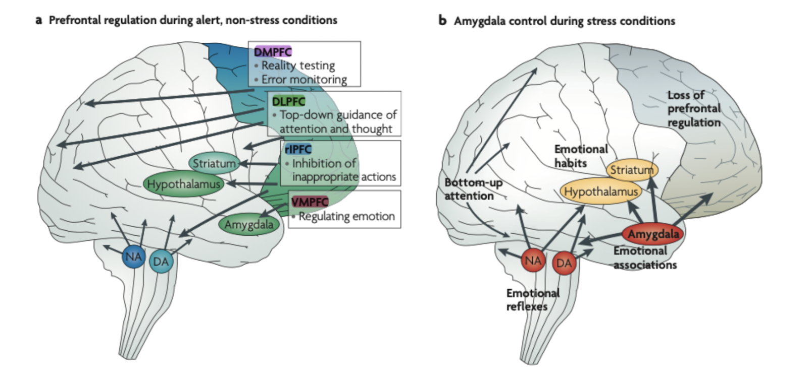 PFC/Amygdala