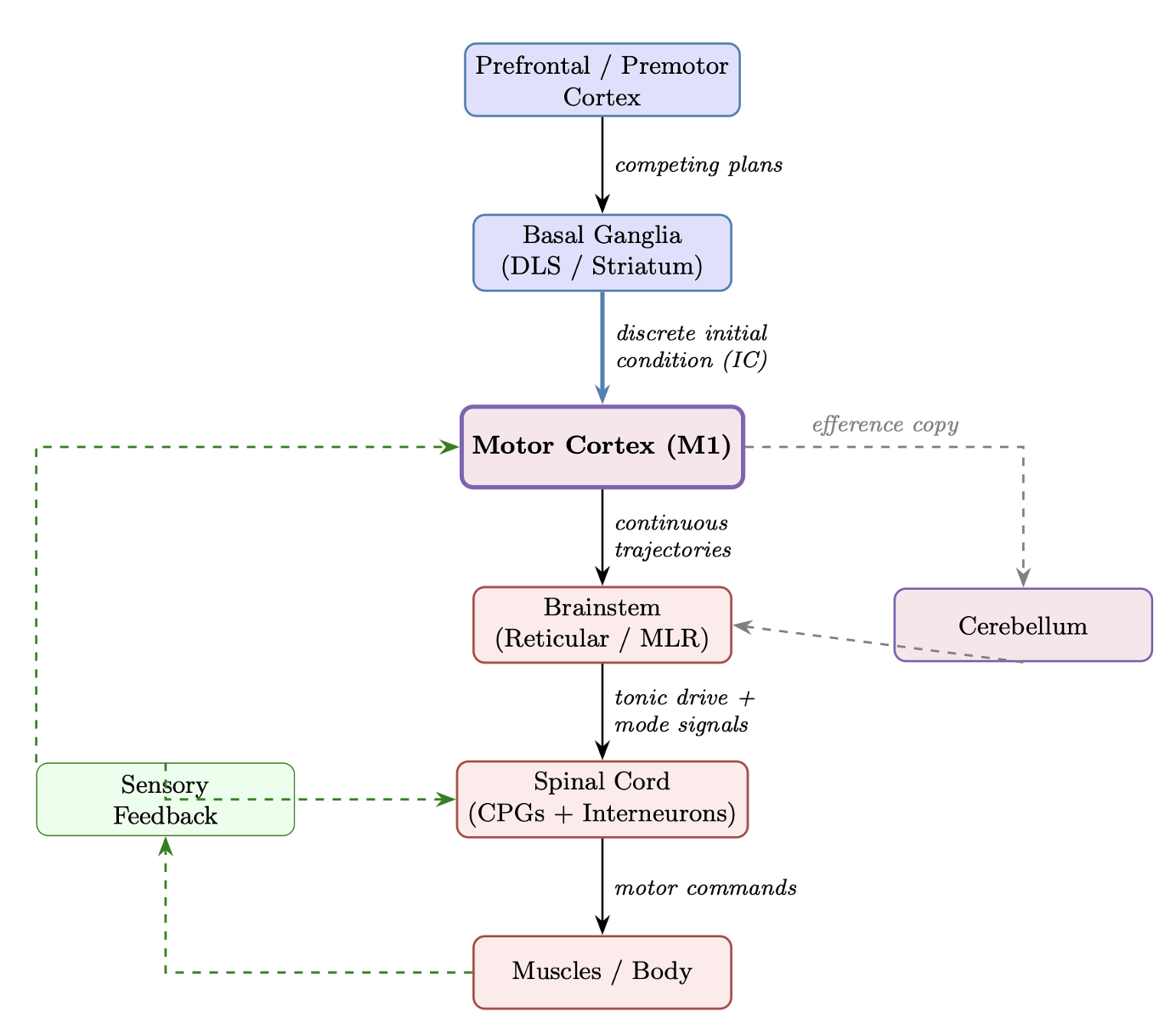 Motor control hierarchy from prefrontal cortex to muscles