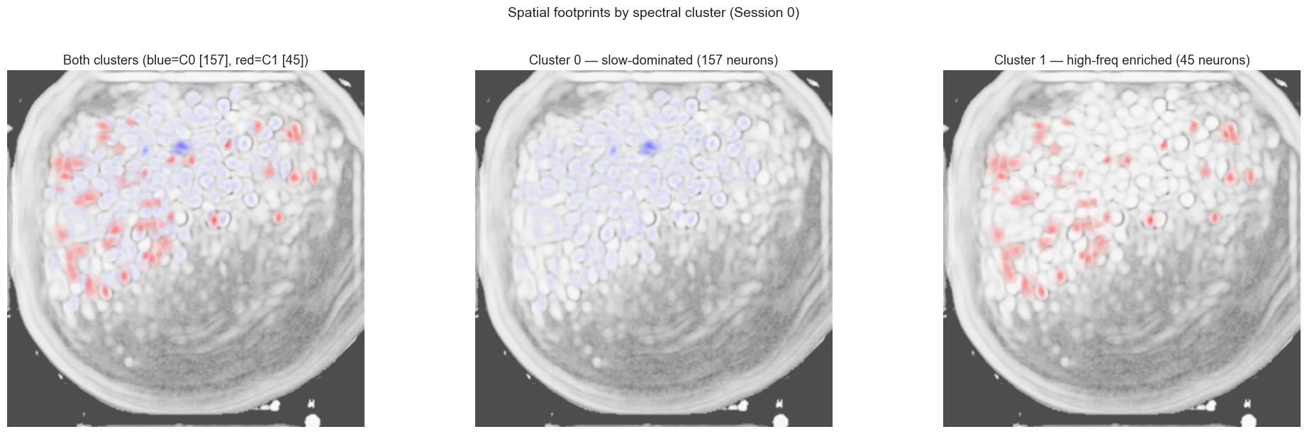 Correlation image showing the circular field of view with neuronal structures
