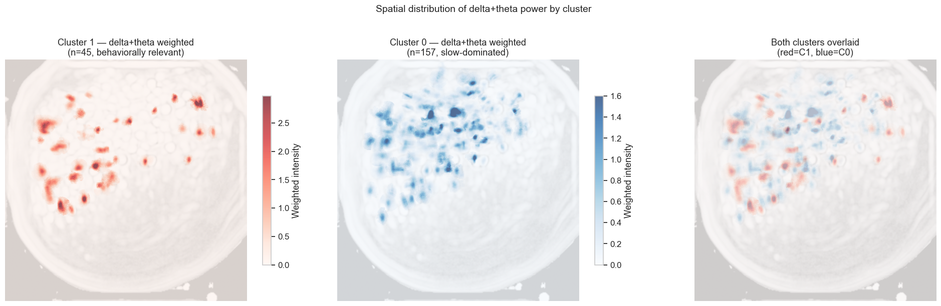 Weighted intensity maps showing spatial distribution of delta and theta power